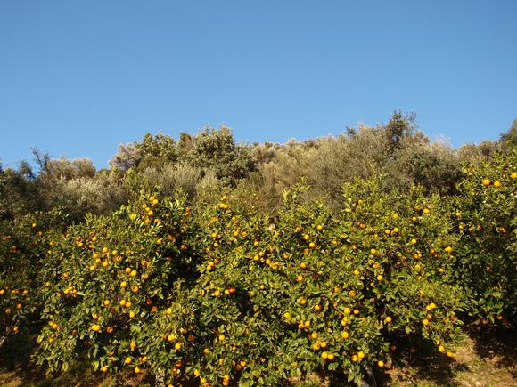 Orange Fields in "Vlatos" platanias mainland